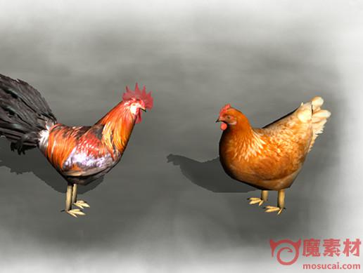3D公鸡模型 3D母鸡模型Animals – Chicken