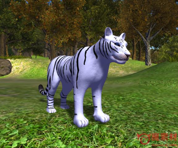 3D模型 白老虎模型动作下载 Animated Tigers – Female